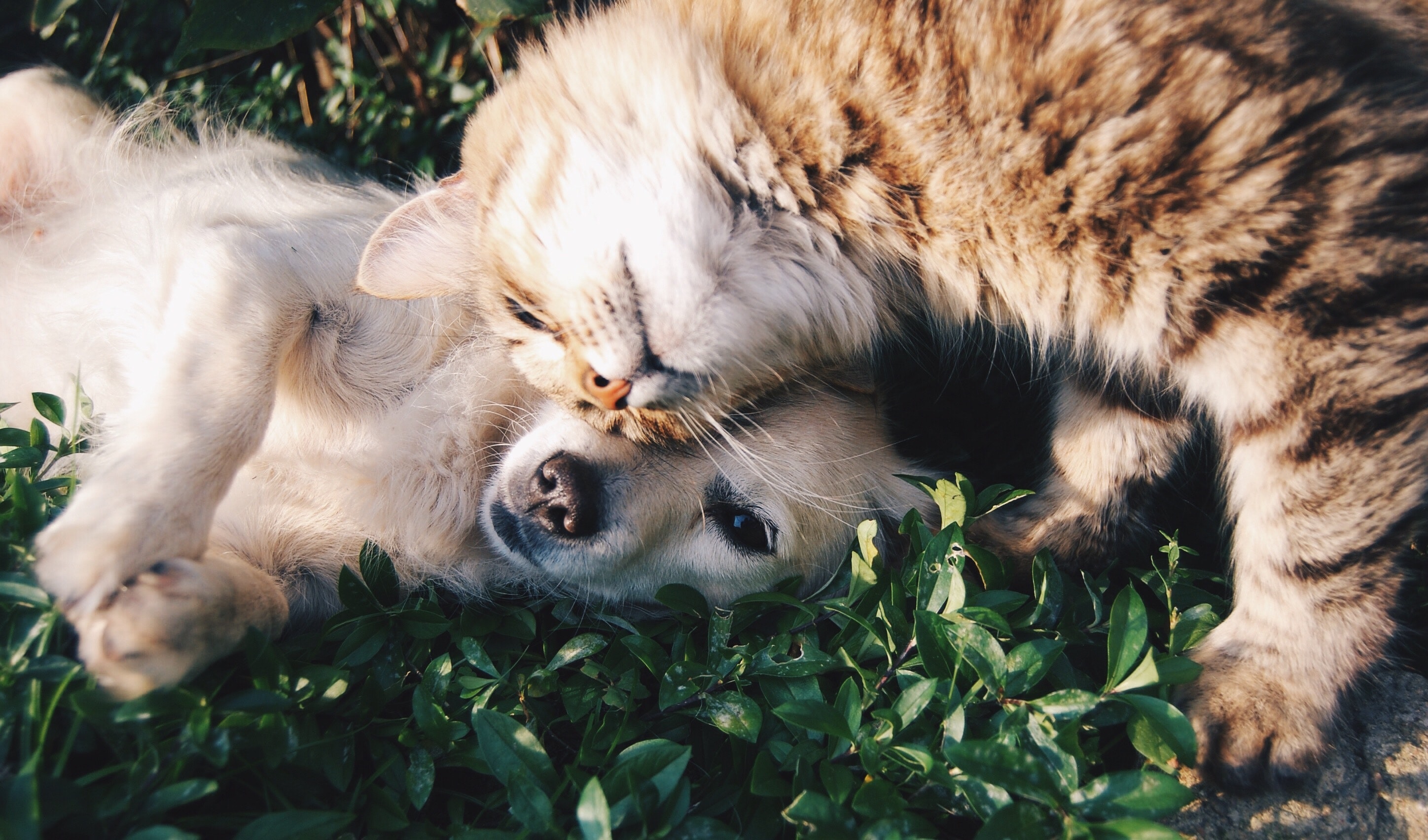 hundvalp och katt
